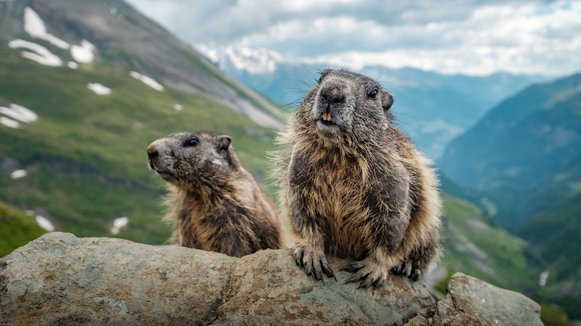 Murmeltiere Die Heimlichen Stars Der Alpen BERGWELT murmeltiere-die-heimlichen-stars-der-alpen-bergwelt